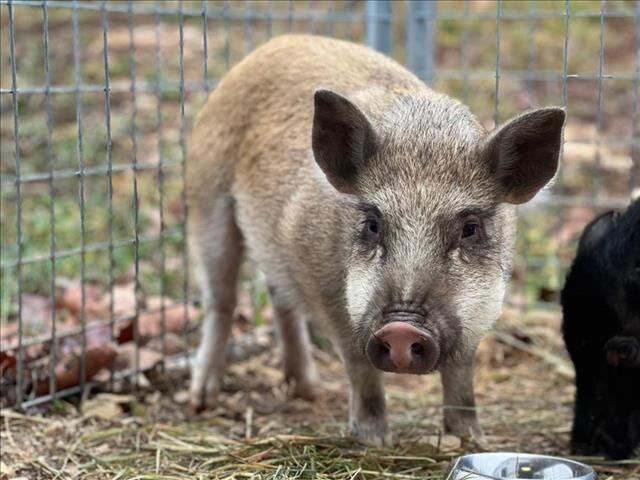 Last week's pet, still available: Hector